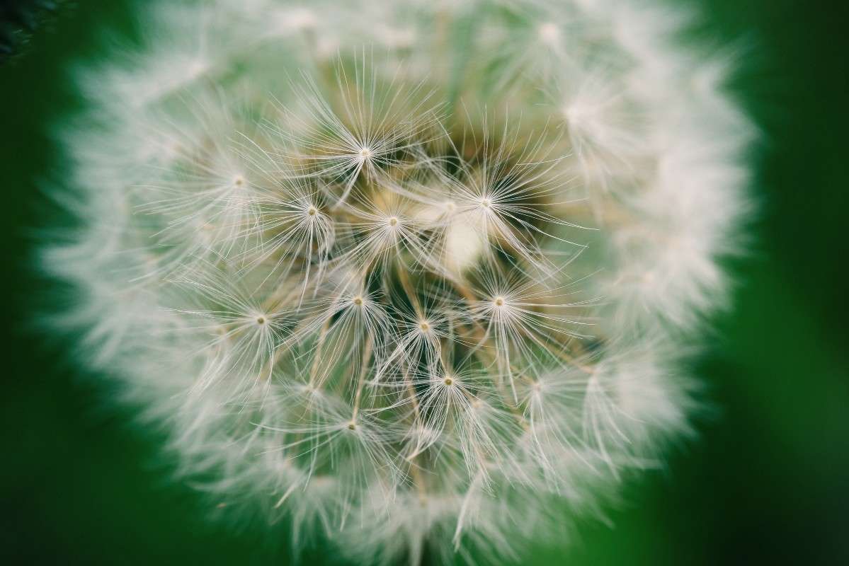 Macro ����� ���������  �� PhotoGeek.ru #����� #����� ��������������