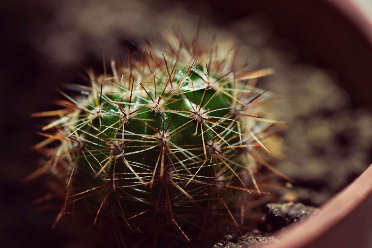 Кактус / Кактус / Фотография на PhotoGeek.ru