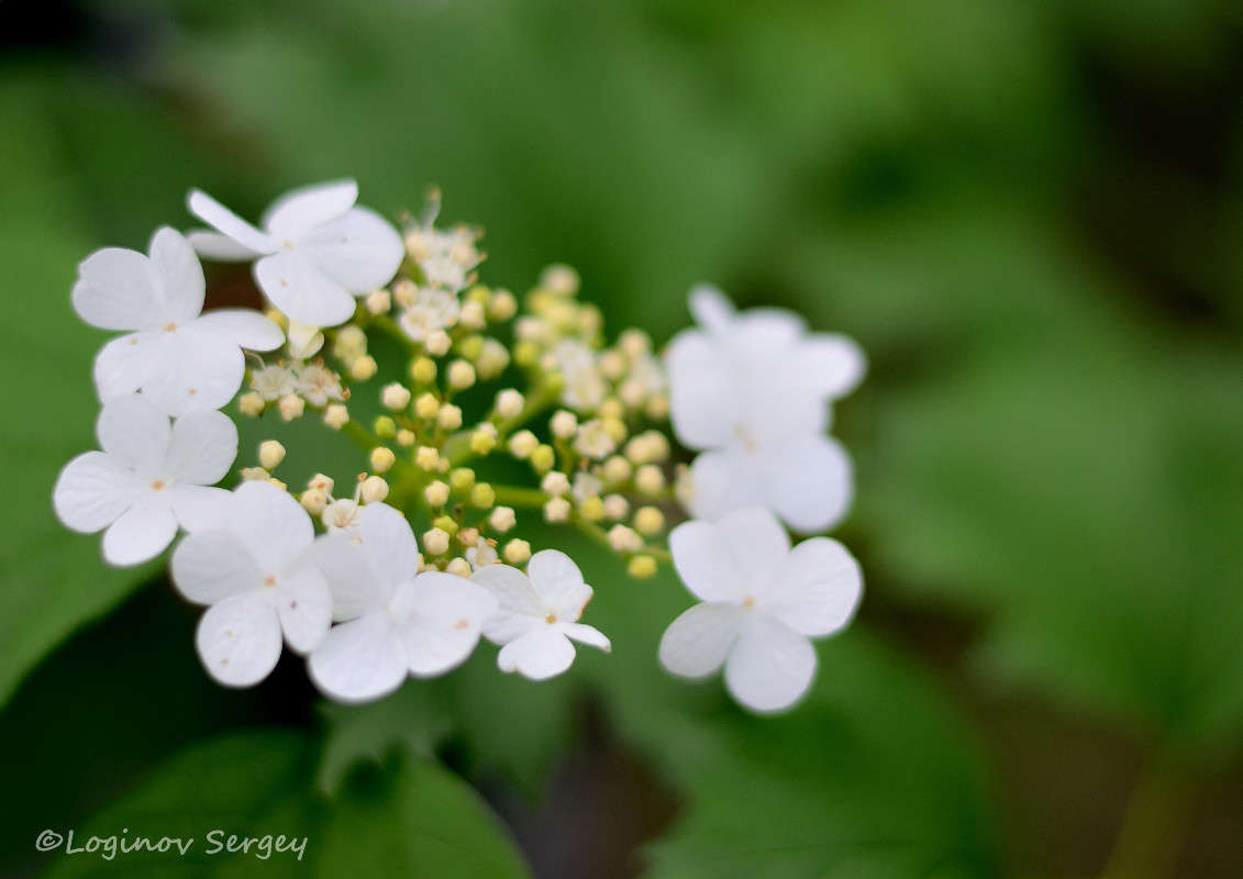 ... ����� ������  �� PhotoGeek.ru #�����