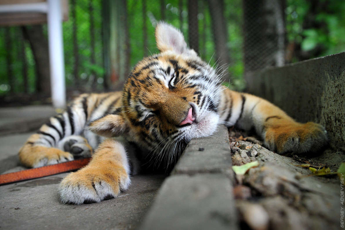 ,  ...     PhotoGeek.ru #  #Dream #Sleep #Tiger #    #