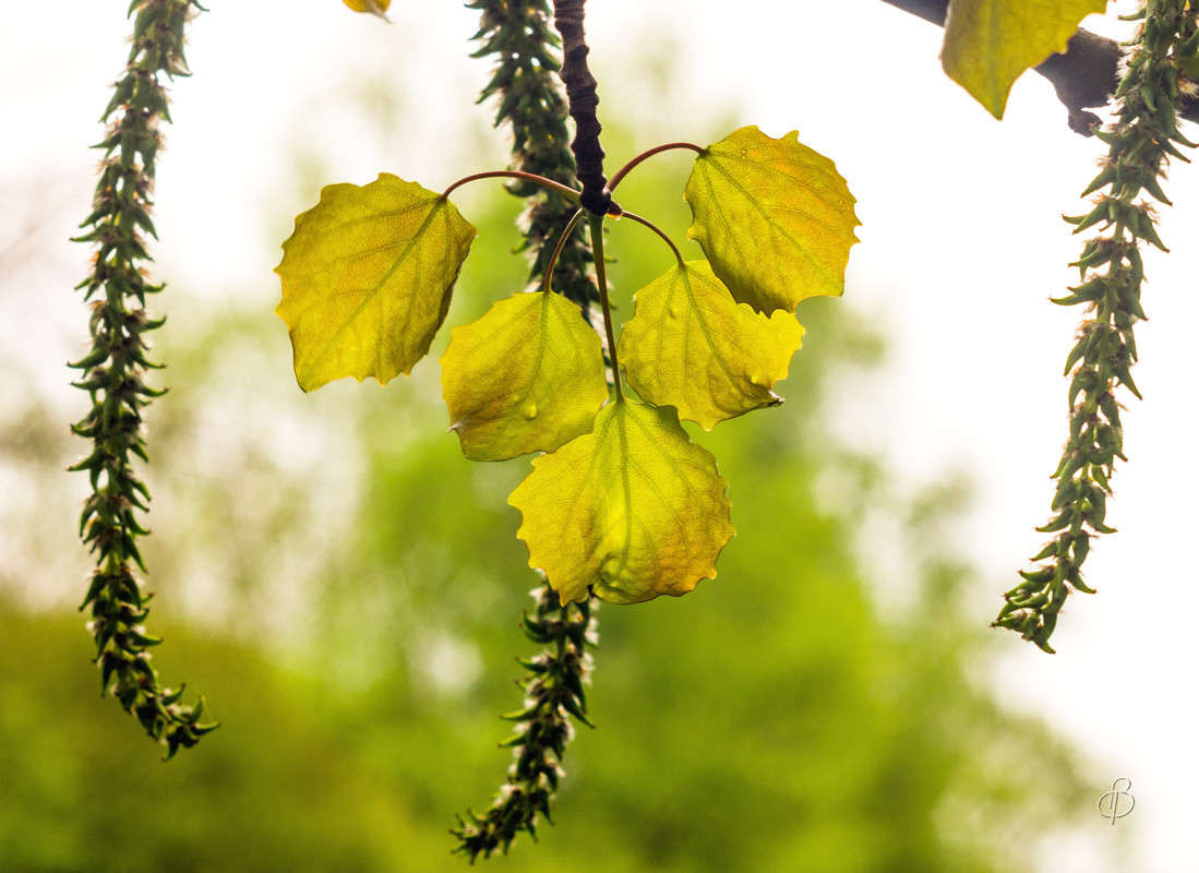 ������� ������ ����� ����� Vitaly Konakov �� PhotoGeek.ru #������ ��� ������� #����� ��������