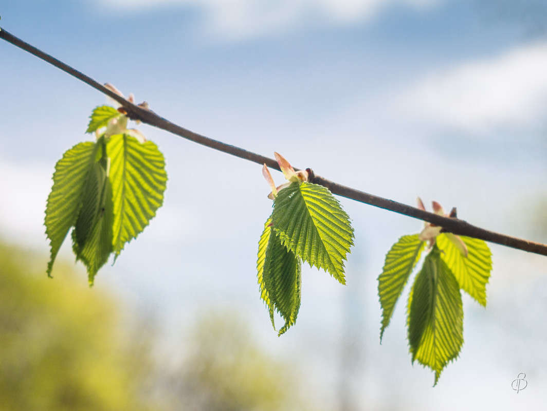 "�� ��������" ����� Vitaly Konakov �� PhotoGeek.ru #������ ��� ������� #����� ��������