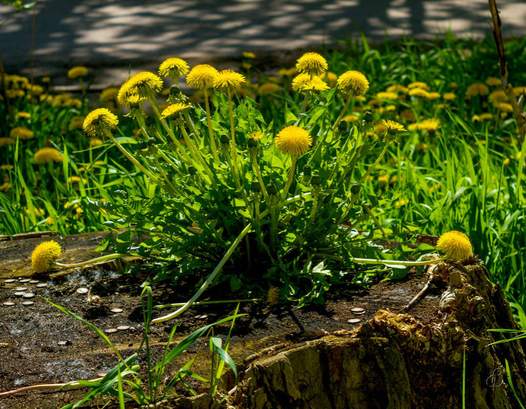 ����������� � ������ ���� ����� Vitaly Konakov �� PhotoGeek.ru #������ ��� ������� #����� ��������