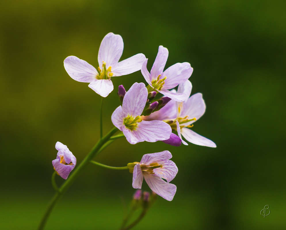 ����� ��� ����� Vitaly Konakov �� PhotoGeek.ru #������ ��� ������� #����� ��������