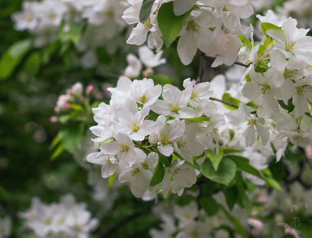 ��������� 5 ����� Vitaly Konakov �� PhotoGeek.ru #������ ��� ������� #����� ��������