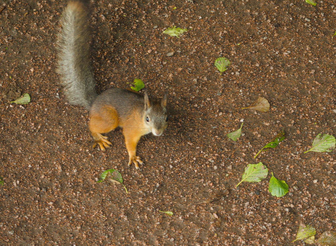 ������ �����! ����� Vitaly Konakov �� PhotoGeek.ru #�������� ��� #����� ��� ��� ���������