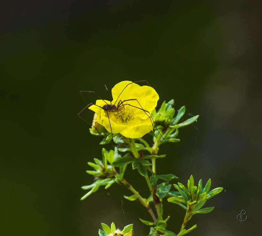 ������ ������ ����� Vitaly Konakov �� PhotoGeek.ru #��������� #���������������