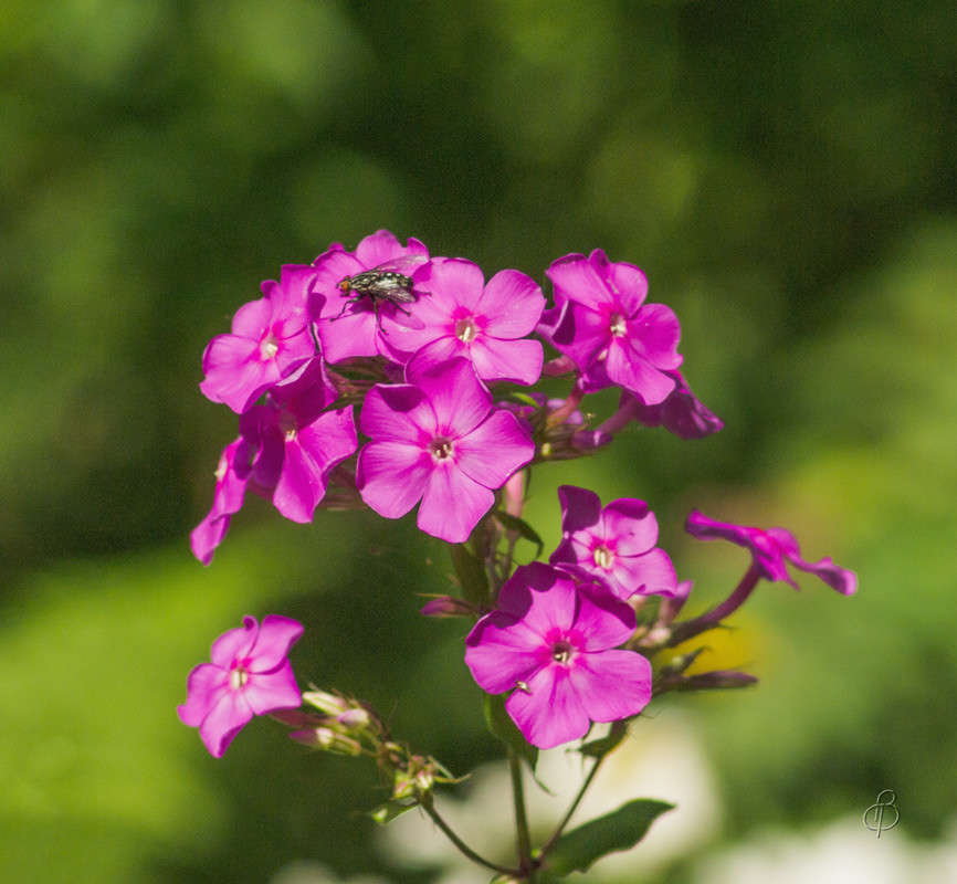 *** ����� Vitaly Konakov �� PhotoGeek.ru #��������� #���������������