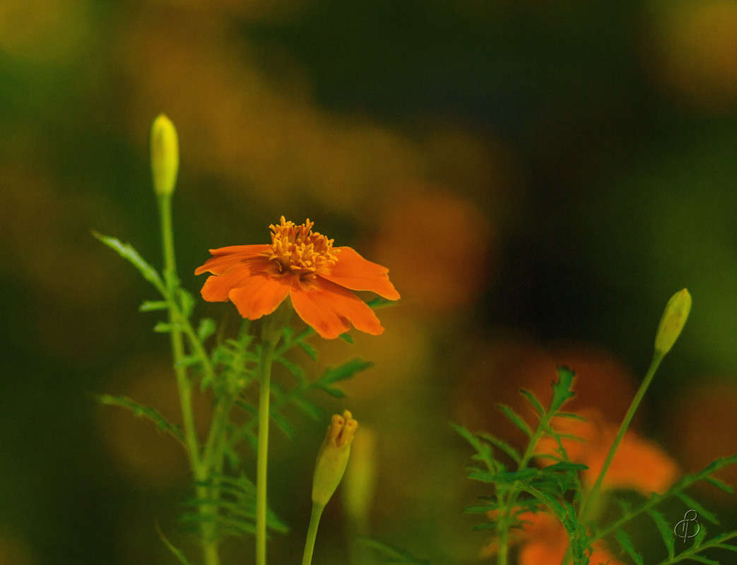 *** ����� Vitaly Konakov �� PhotoGeek.ru #��������� #���������������