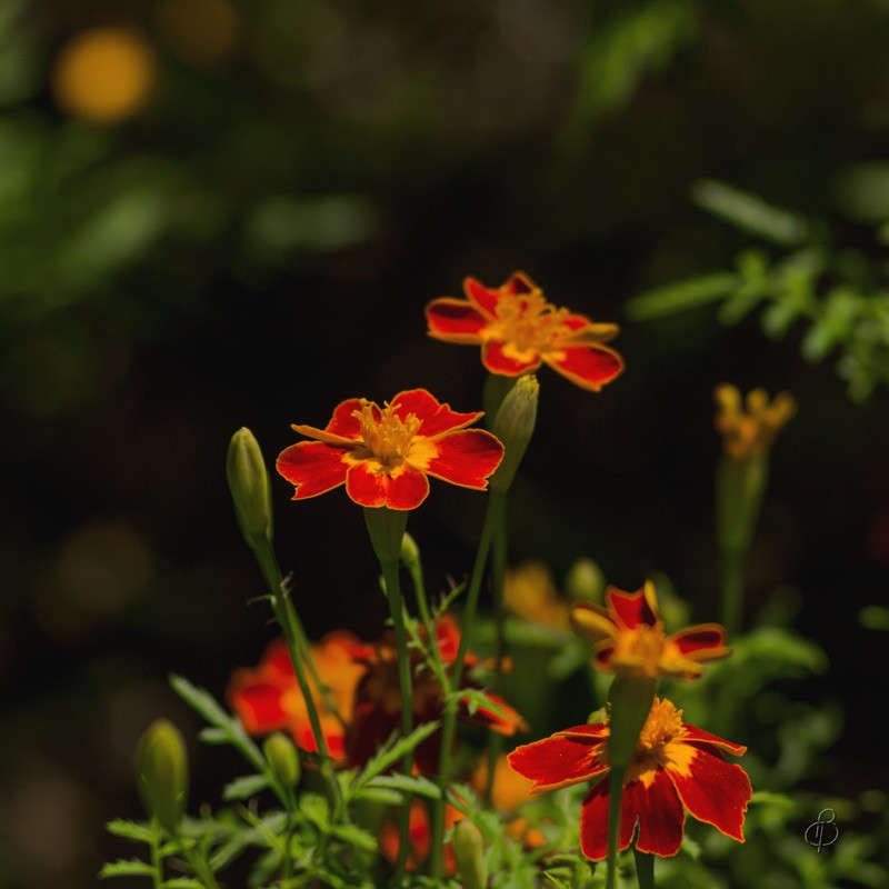 *** ����� Vitaly Konakov �� PhotoGeek.ru #��������� #���������������