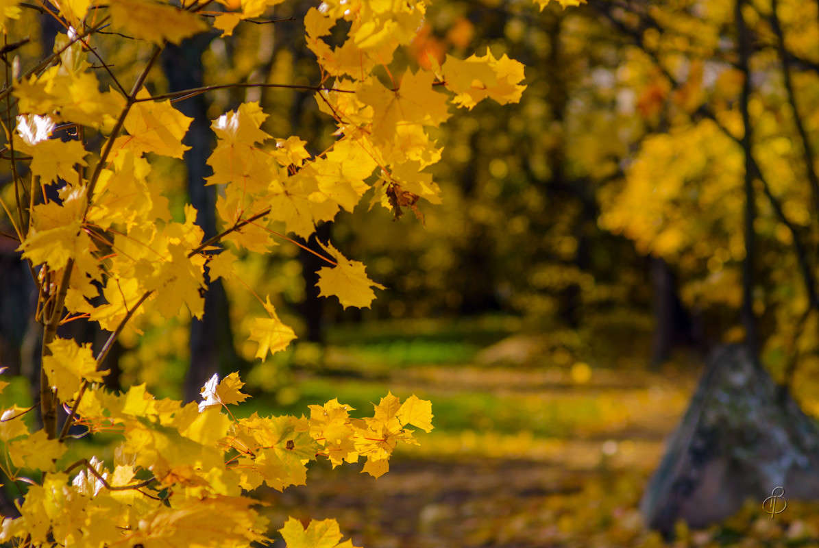 �������� ������ ����� Vitaly Konakov �� PhotoGeek.ru #������ ��� ������� #����� ��������������