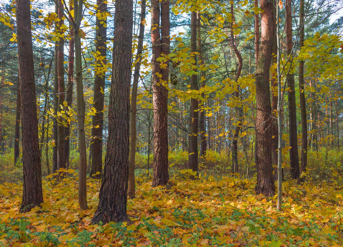 ����� � ������ ����� 2 ����� Vitaly Konakov �� PhotoGeek.ru #������ ��� ������� #����� ��������