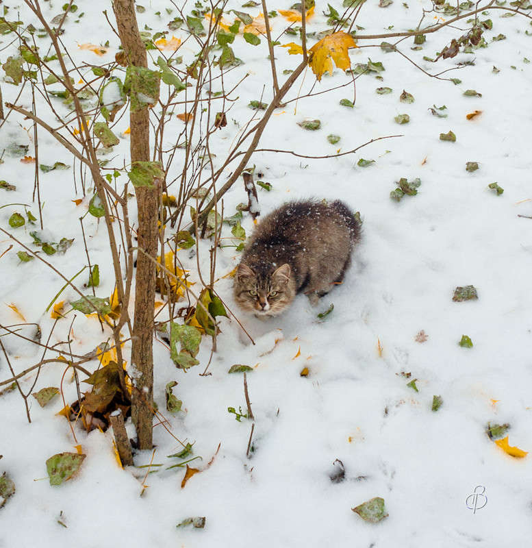 �� ������� ����� ����� Vitaly Konakov �� PhotoGeek.ru #�������� ��� #�������� ���