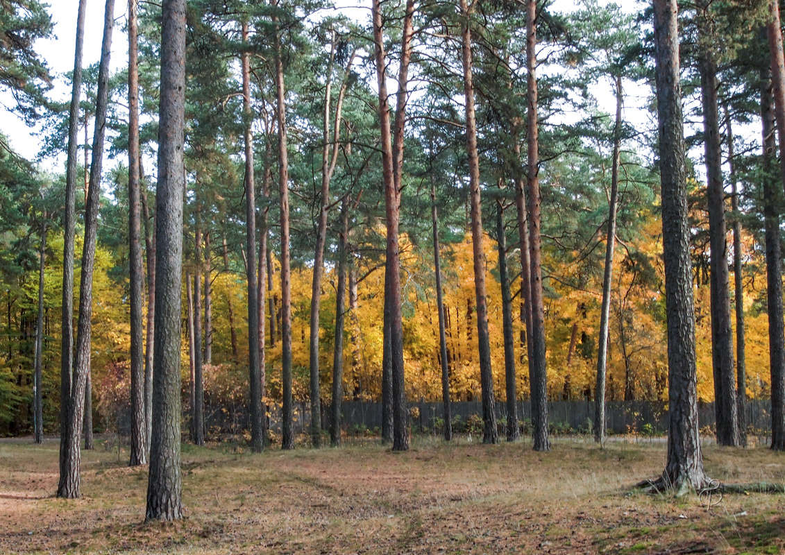 *** ����� Vitaly Konakov �� PhotoGeek.ru #������ ��� ������� #����� ��������