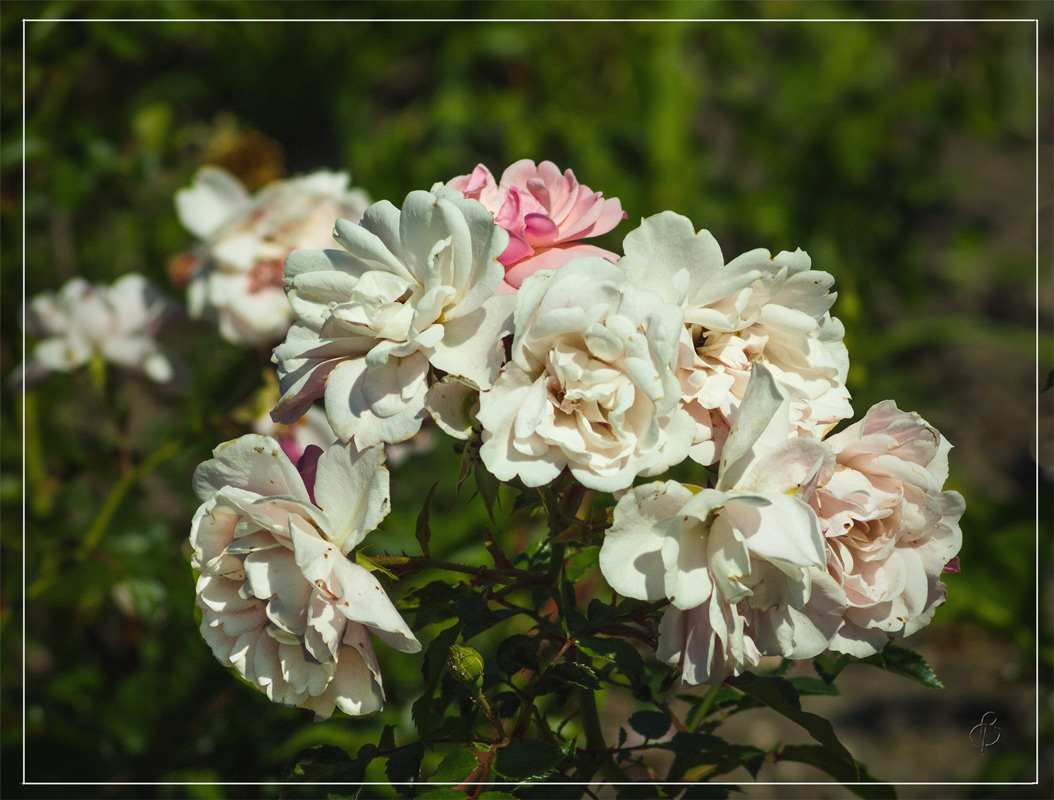 ��������� ���� (2) ����� Vitaly Konakov �� PhotoGeek.ru #������ ��� ������� #����� �������������� #����� ��������