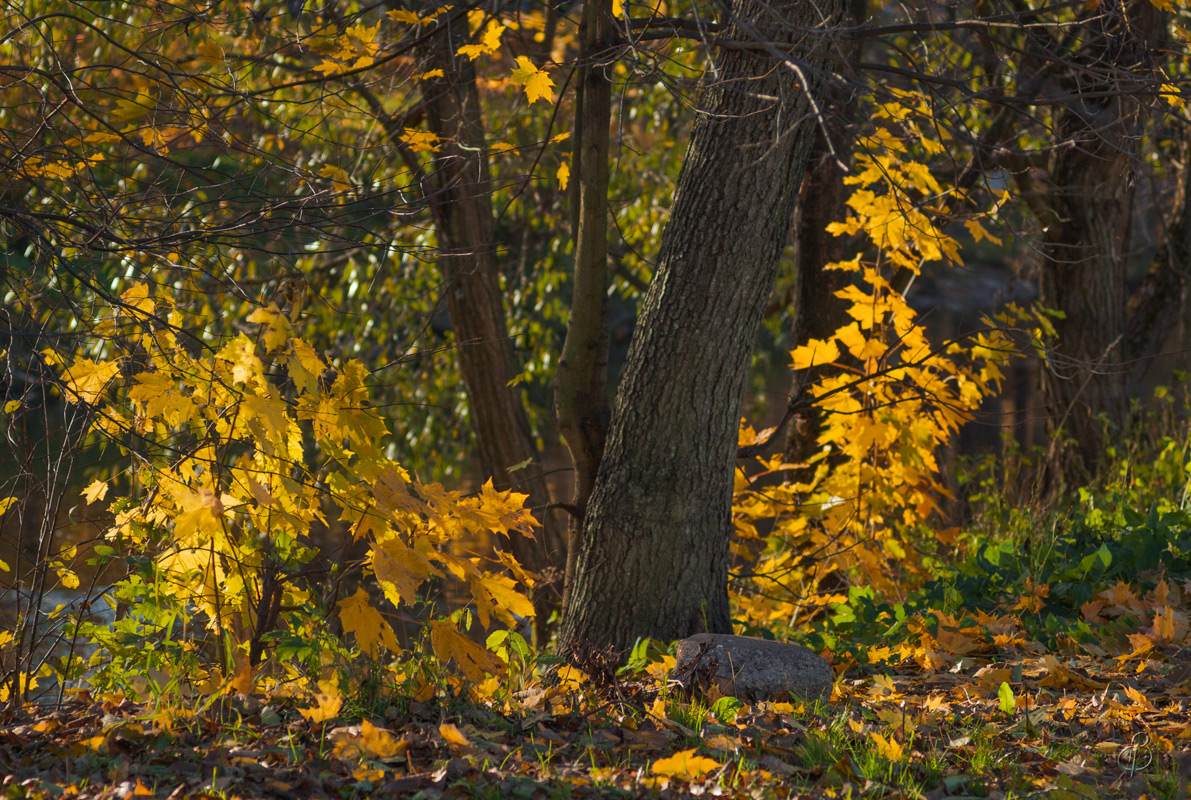 Осенний этюд 3 автор Vitaly Konakov на PhotoGeek.ru #Пейзаж или природа #Среда обитания