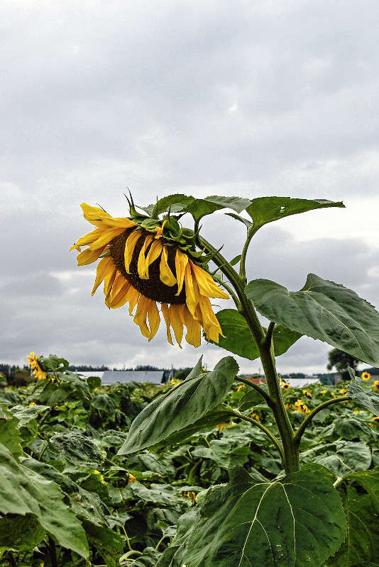 ��������� ����� sergey  �� PhotoGeek.ru #������ ��� �������