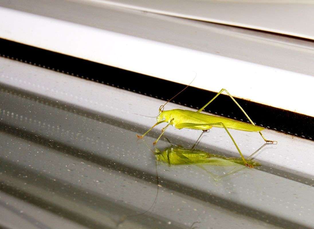 Insecta ����� ���� ����� �� PhotoGeek.ru #�������� ��� #���������