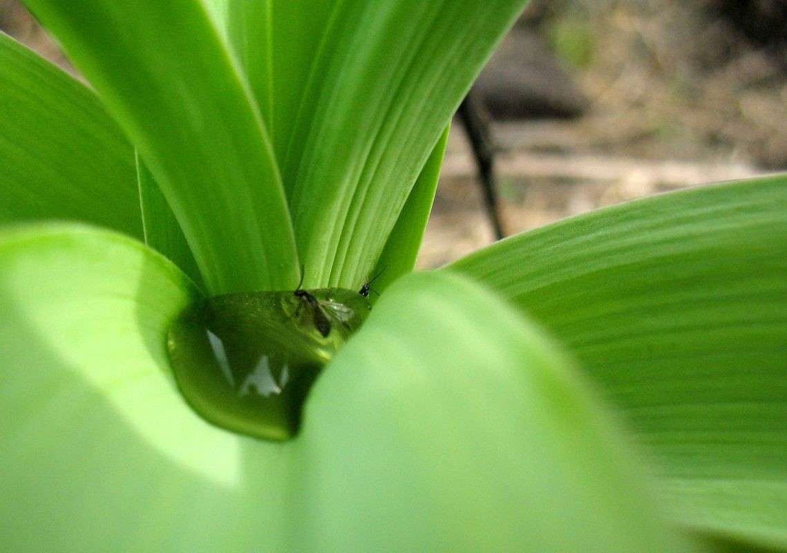 Surface tension ����� ���� ����� �� PhotoGeek.ru #����� #�������� ��� #����� ��� ��� ��������� #����� �������������� #���������