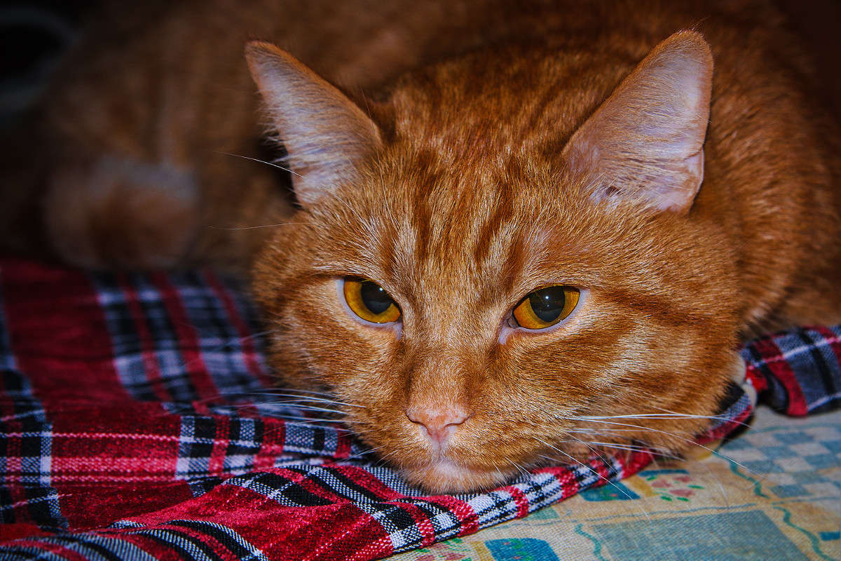 � ��� ������ ����? ����� �����  �� PhotoGeek.ru #�������