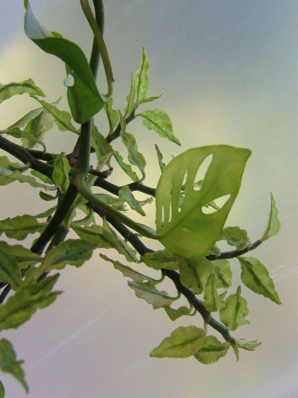 ������ ������ �������� ����� ������� ���������� �� PhotoGeek.ru #����� #������ ��� �������