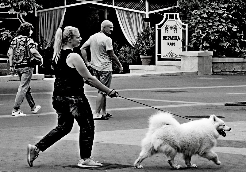 Прогул  пса  самоеда... автор Евгений БРИГИНЕВИЧ на PhotoGeek.ru #ЧБ #Город #Животный мир #Стрит-арт