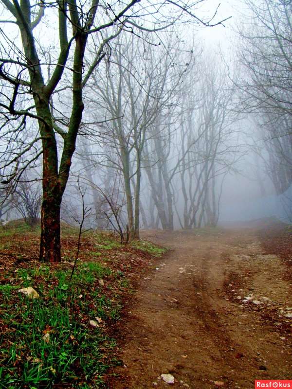 В  туманном лесу... автор Евгений БРИГИНЕВИЧ на PhotoGeek.ru #Туризм #Пейзаж или природа #Живая растительность #Зарисовки #Разное #Среда обитания