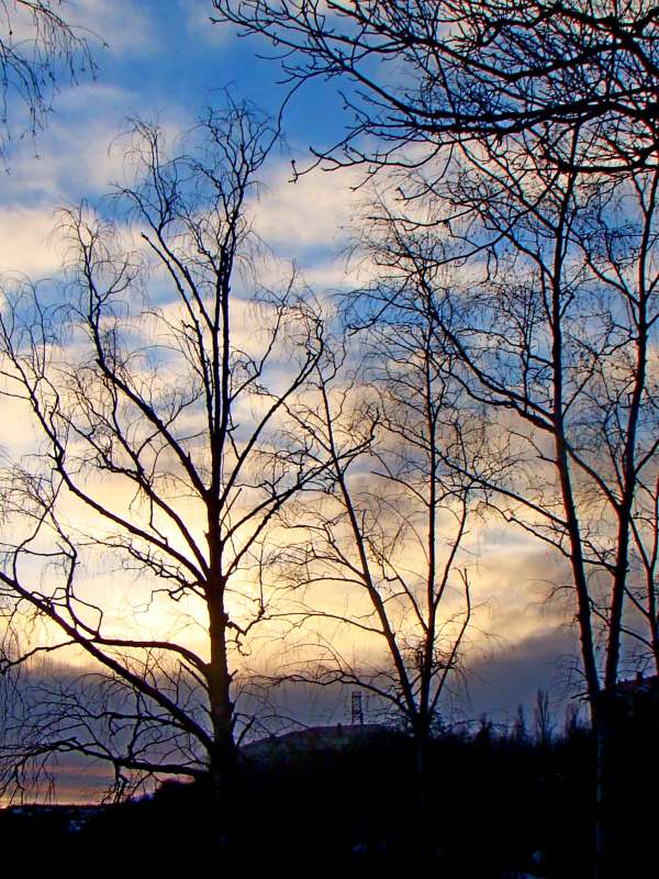 Небо закатное... автор Евгений БРИГИНЕВИЧ на PhotoGeek.ru #Пейзаж или природа #Живая растительность #Разное #Среда обитания