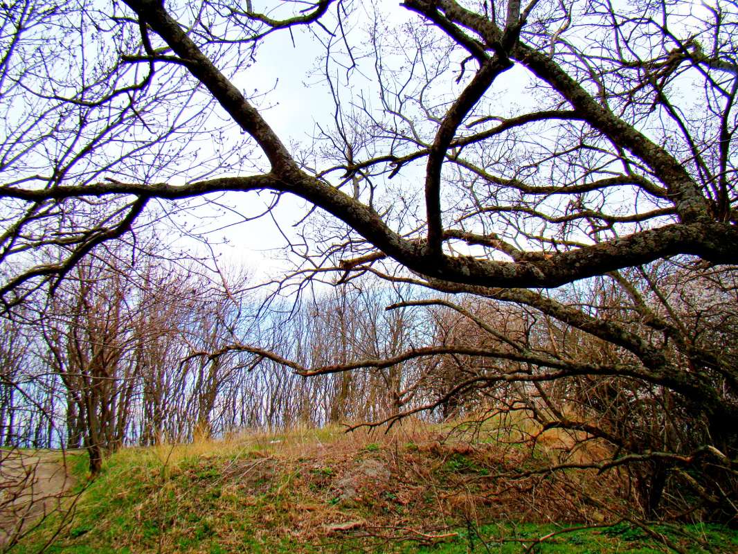 Реликтовый  лес на горе Бештау... автор Евгений БРИГИНЕВИЧ на PhotoGeek.ru #Туризм #Пейзаж или природа #Живая растительность #Зарисовки #Разное #Среда обитания