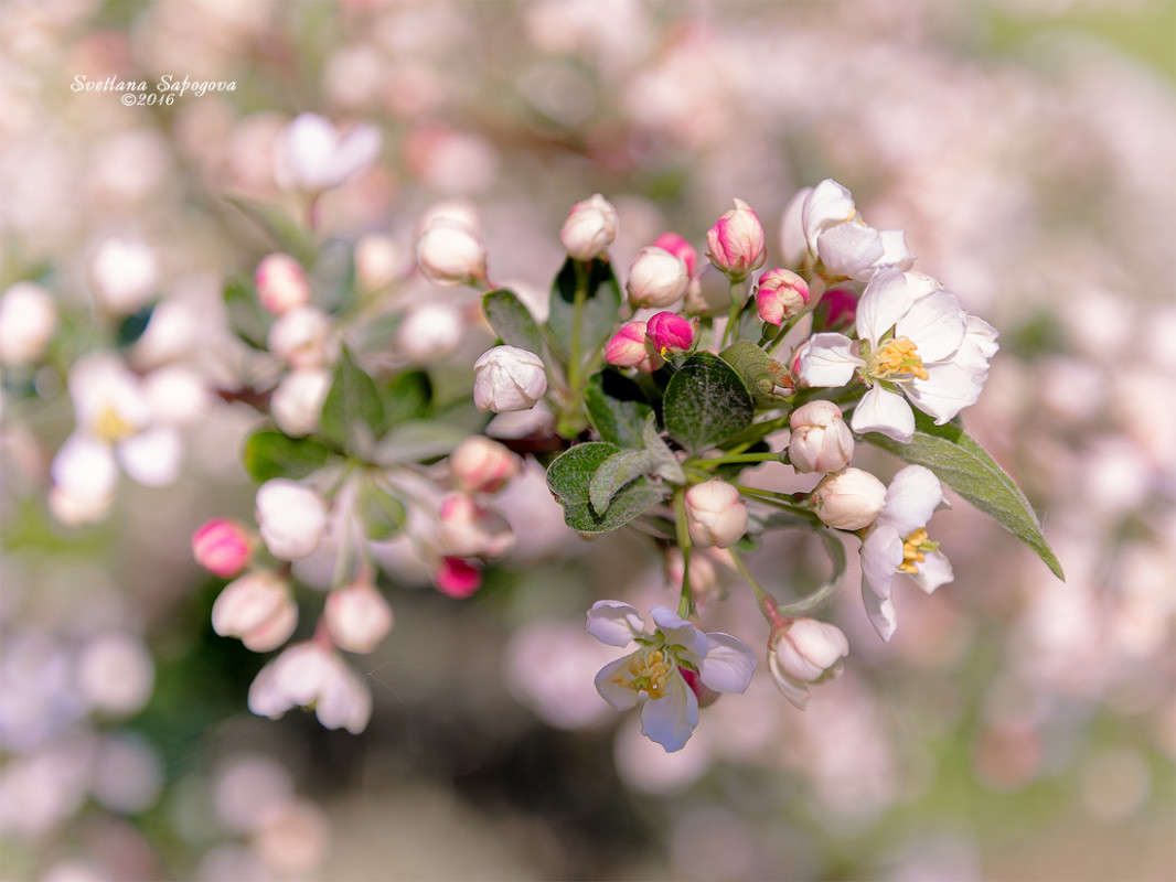 Цвет весны автор Светлана Сапогова на PhotoGeek.ru #Пейзаж или природа #Ботанический сад #Бутоны #Весна #Розовые бутоны #Цветы #Яблонька