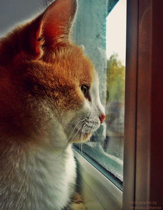 Cat     PhotoGeek.ru # 