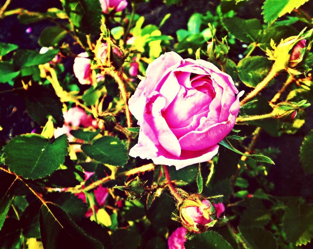 rose     PhotoGeek.ru # # #  