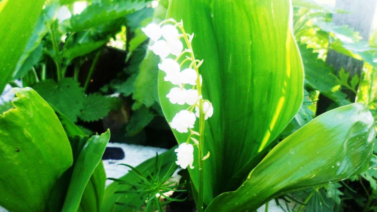 �������� ����� ����� ����� Goldmen �� PhotoGeek.ru #������ ��� �������