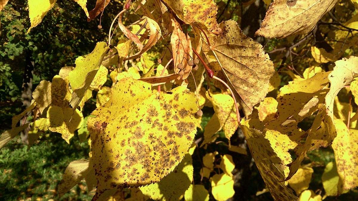 ����� ����� ����  �� PhotoGeek.ru #������ ��� �������