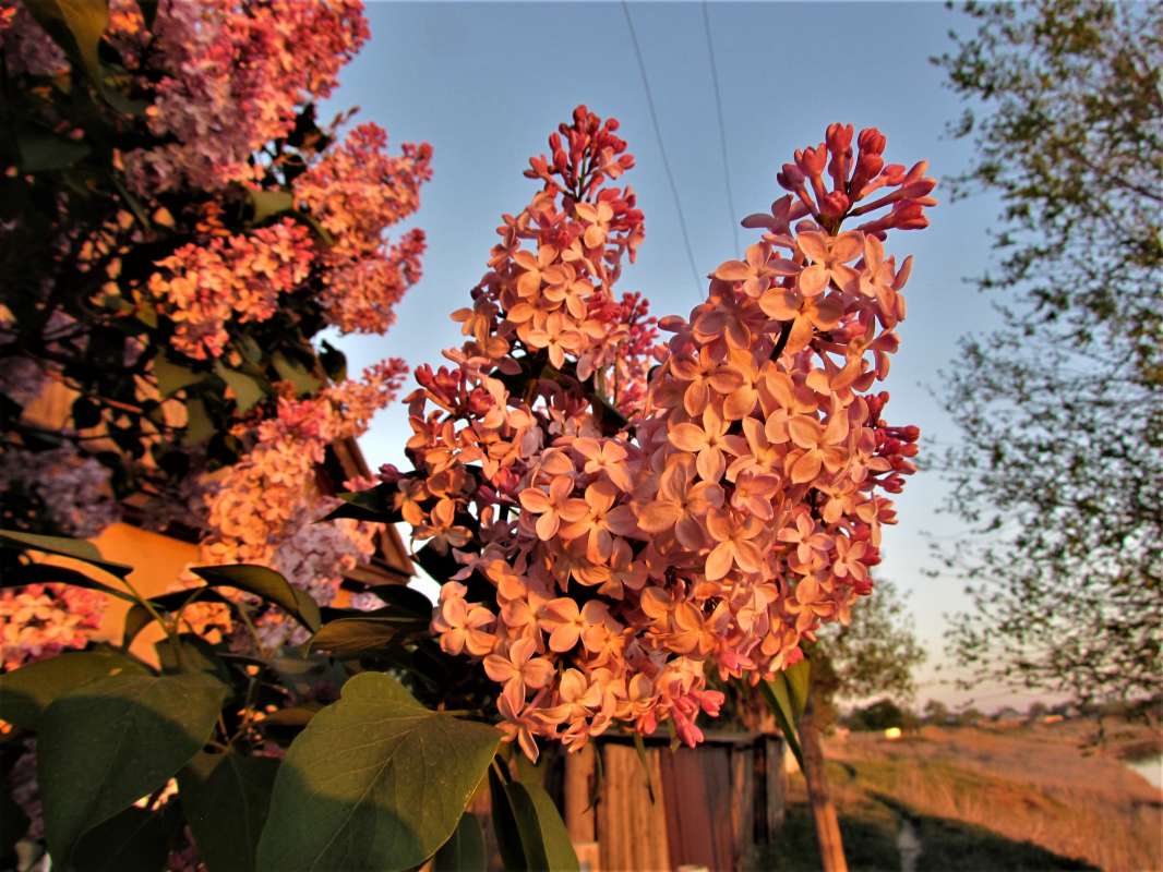 Сирень на закате картинки