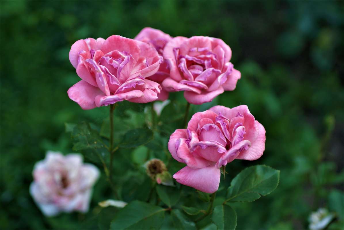 ... ����� ������� �������� �� PhotoGeek.ru #������ ��� �������