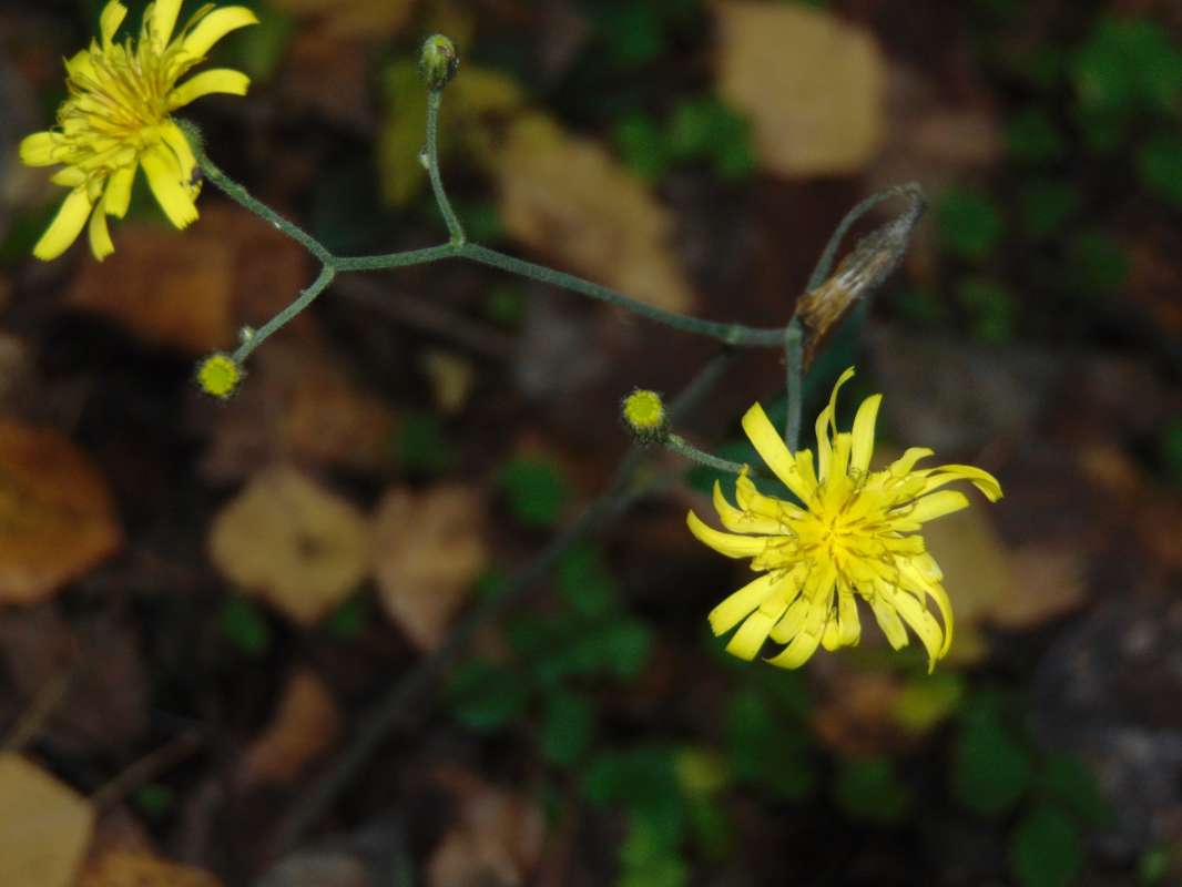 Растение семейства сложноцветные автор Сам себе биолог  на PhotoGeek.ru #Пейзаж или природа