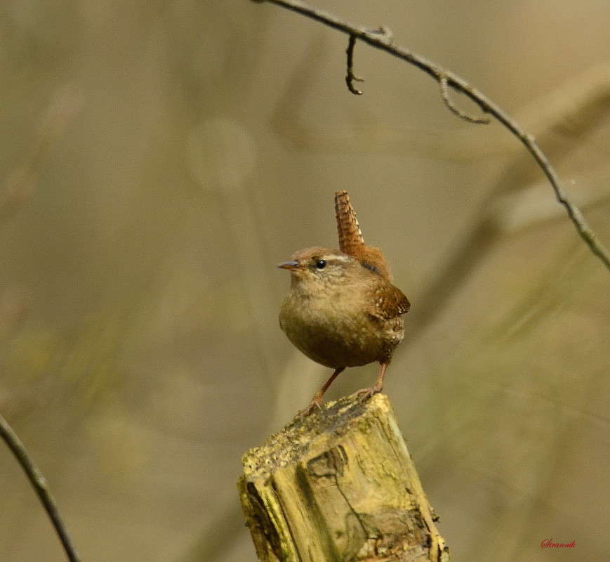 Крапивник автор Олег  на PhotoGeek.ru #Животный мир #Весна #Природа #Птицы #Фотоохота