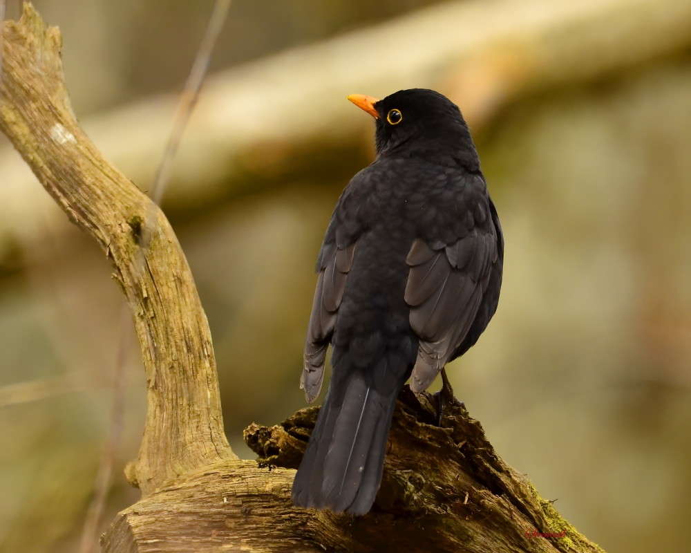 Черный дрозд автор Олег  на PhotoGeek.ru #Животный мир #Дрозд #Природа #Птицы #Фотоохота