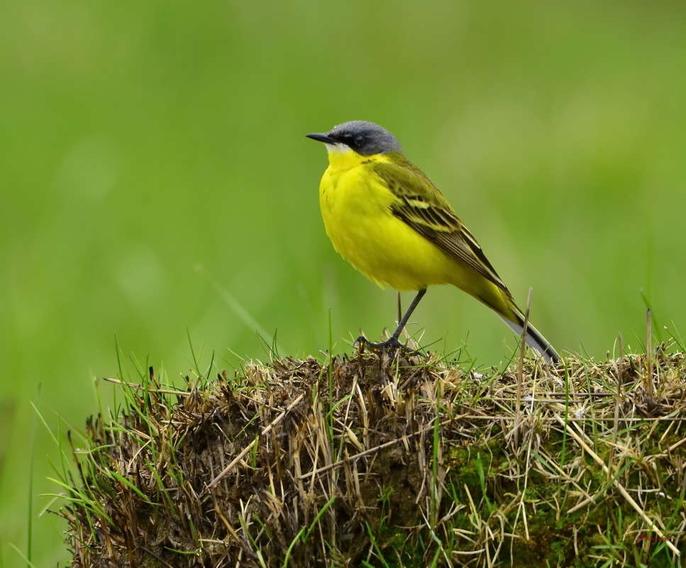 Желтая трясогузка автор Олег  на PhotoGeek.ru #Животный мир #Дикий мир или Фотоохота #Лето #Природа #Птицы #Трясогузка