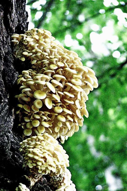 И вновь грибы после ливня! автор Сергей Котик на PhotoGeek.ru #Пейзаж или природа