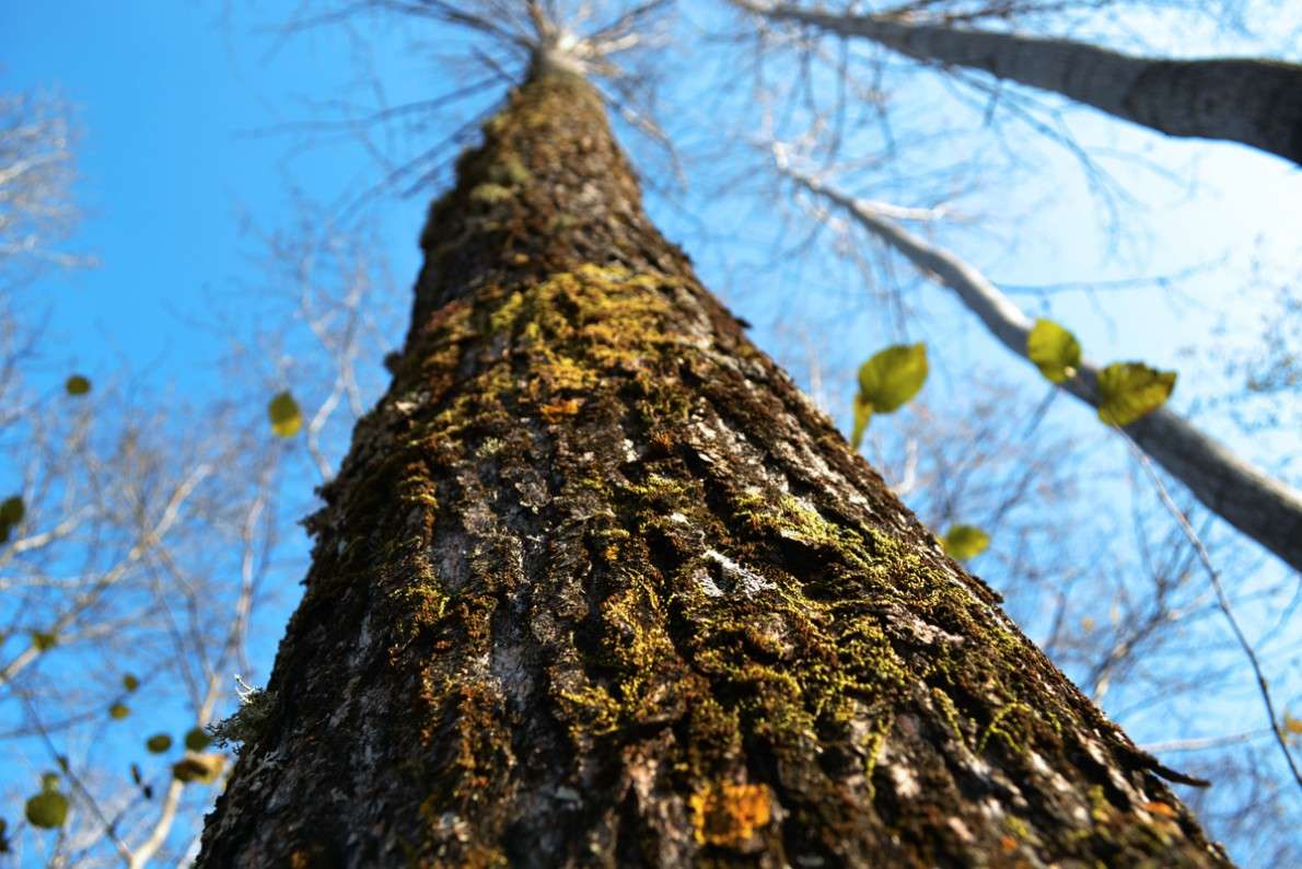 Moss ����� ����� ����� �� PhotoGeek.ru #����� #������ ��� �������