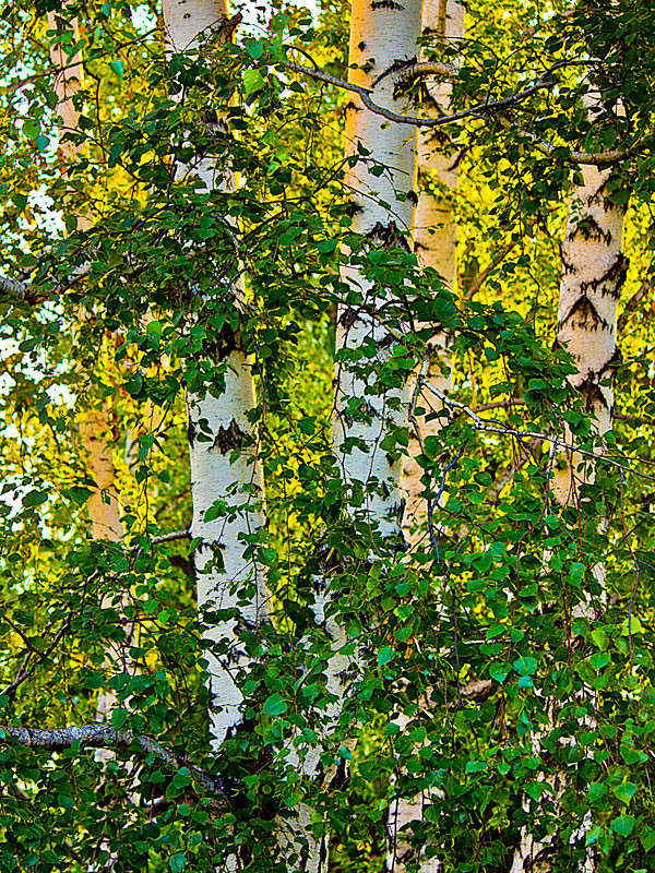 ������� ����� ���� ������������ �� PhotoGeek.ru #������ ��� ������� #����� ��������������
