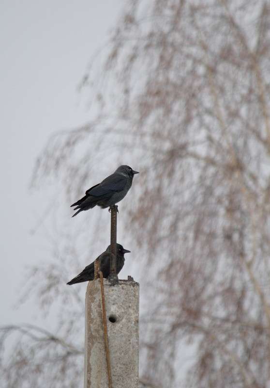 ������ ����� S  �� PhotoGeek.ru #�������� ���