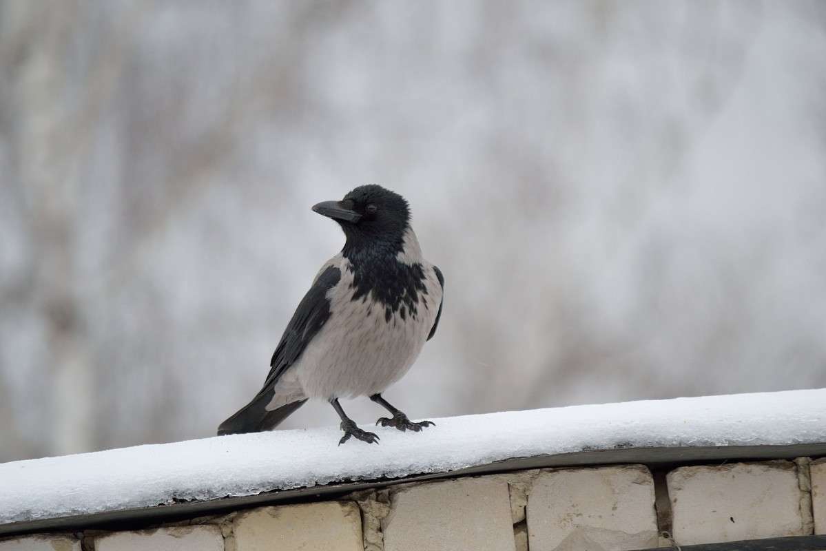 ������ ����� S  �� PhotoGeek.ru #�������� ���