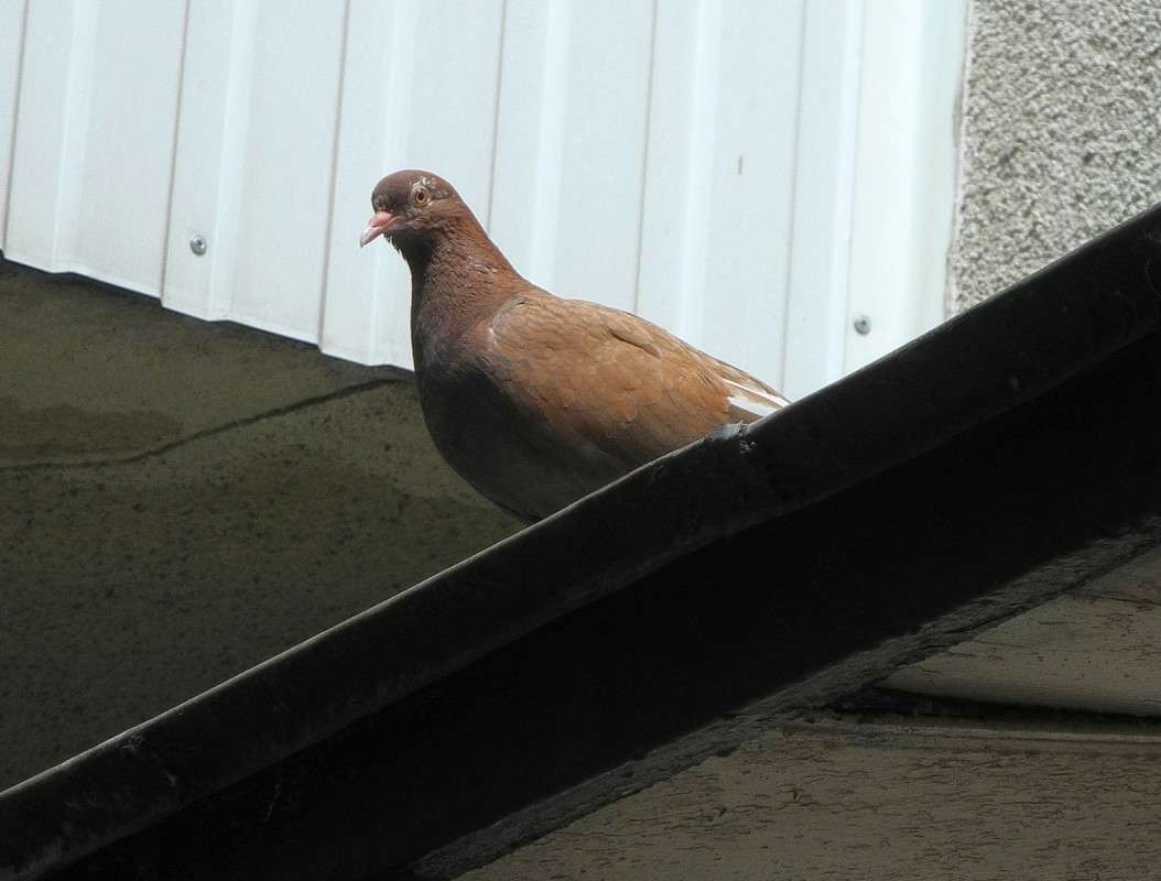 ����������� ����� S  �� PhotoGeek.ru #��������