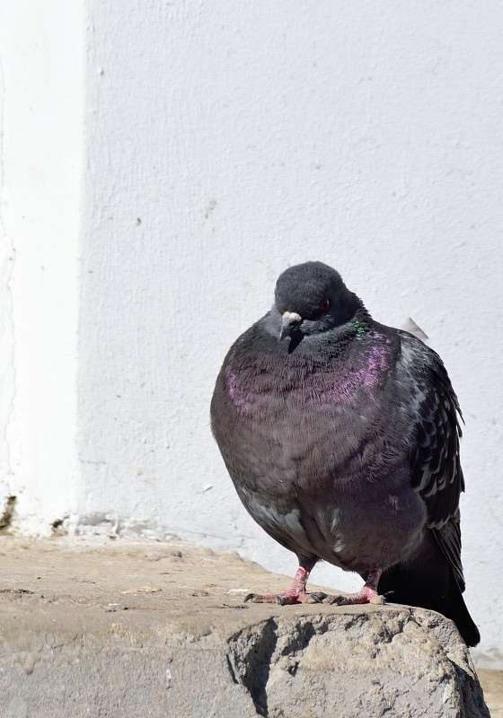 ... ����� S  �� PhotoGeek.ru #�������� ���