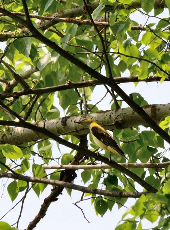 ... ����� S  �� PhotoGeek.ru #�������� ���