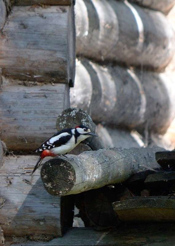 ... ����� S  �� PhotoGeek.ru #�������� ���