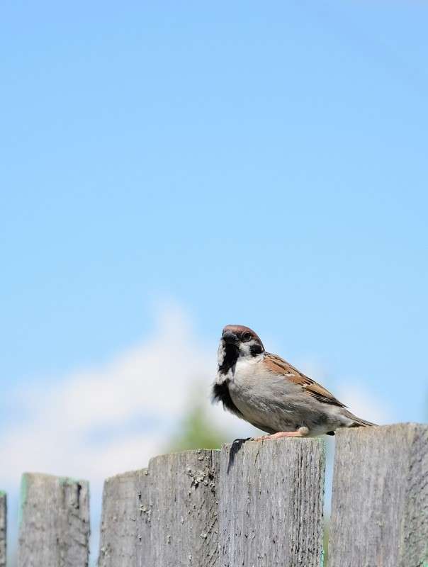 ... ����� S  �� PhotoGeek.ru #�������� ���